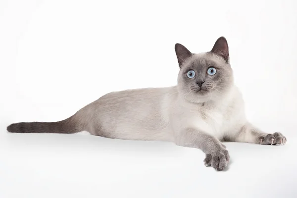 Thai cat on white background — Stock Photo, Image