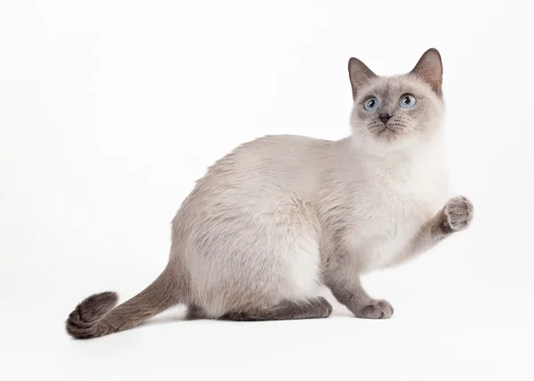 흰 배경에 있는 타이 고양이 — 스톡 사진