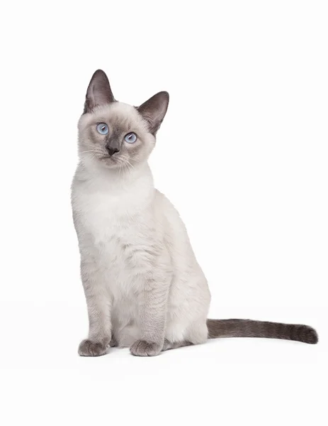 Thai cat on white background — Stock Photo, Image