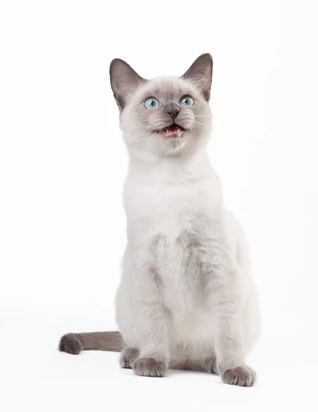 Thai cat on white background — Stock Photo, Image