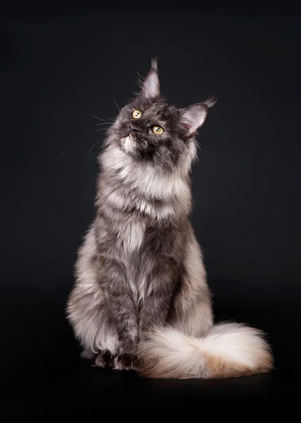 Американський Мейн Кун кішка на чорному фоні — стокове фото
