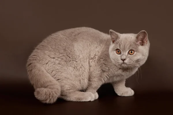Liten lila brittiska katt på mörkbrun bakgrund — Stockfoto