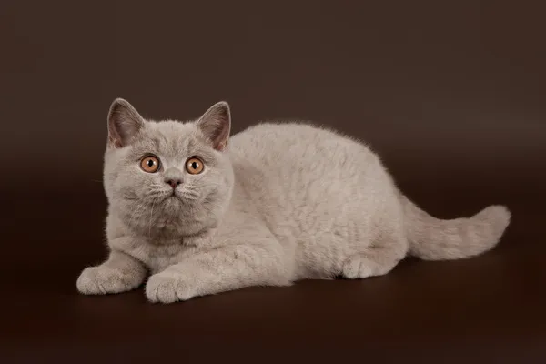 暗い茶色の背景に小さなライラック イギリス猫 — ストック写真