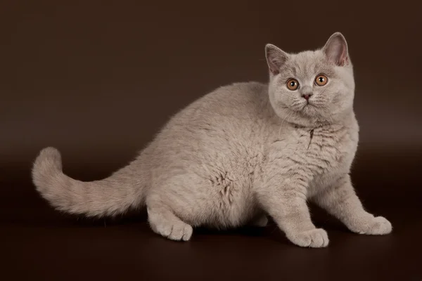 Pequeno gato britânico lilás no fundo marrom escuro — Fotografia de Stock