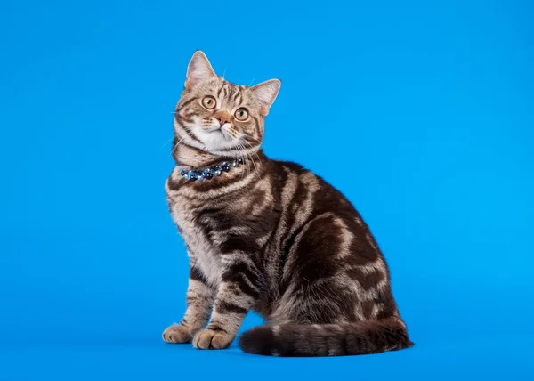 Britische Katze Schokolade Marmor auf blauem Hintergrund — Stockfoto