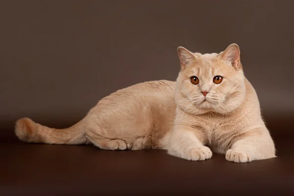 Британская кошка на коричневом фоне — стоковое фото
