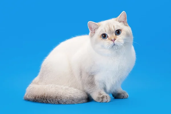 Punto de color dorado joven gatito británico sobre fondo azul claro —  Fotos de Stock