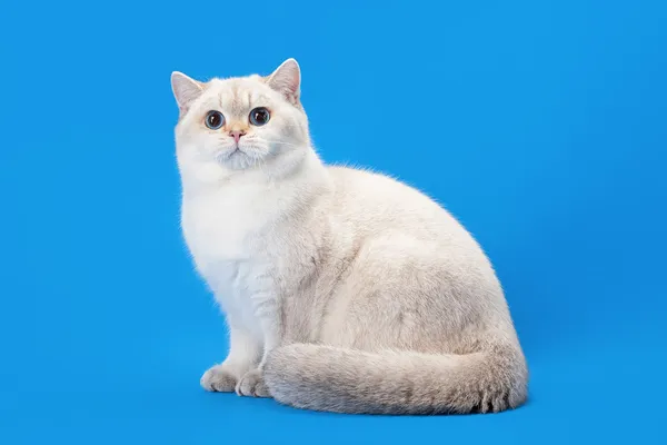 Jovem cor dourada ponto britânico gatinho no fundo azul claro — Fotografia de Stock