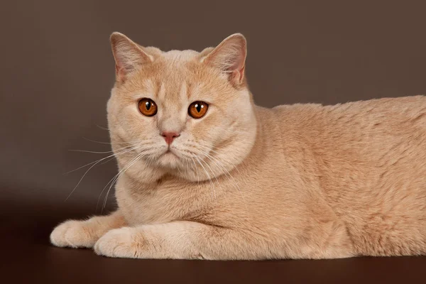 Britânico gato no marrom fundo — Fotografia de Stock