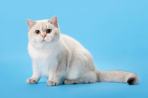 Punto de color dorado joven gatito británico sobre fondo azul claro —  Fotos de Stock