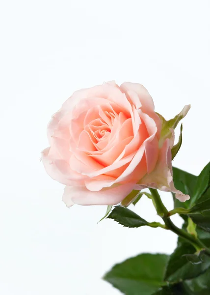 Bouquet de fleurs roses sur fond blanc — Photo