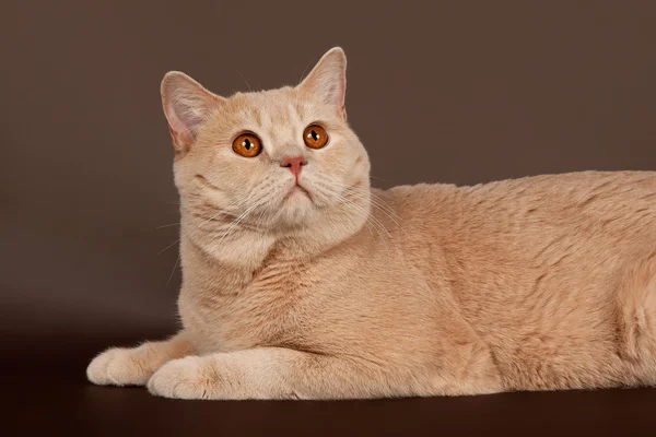 Britisk kat oven på brun baggrund - Stock-foto