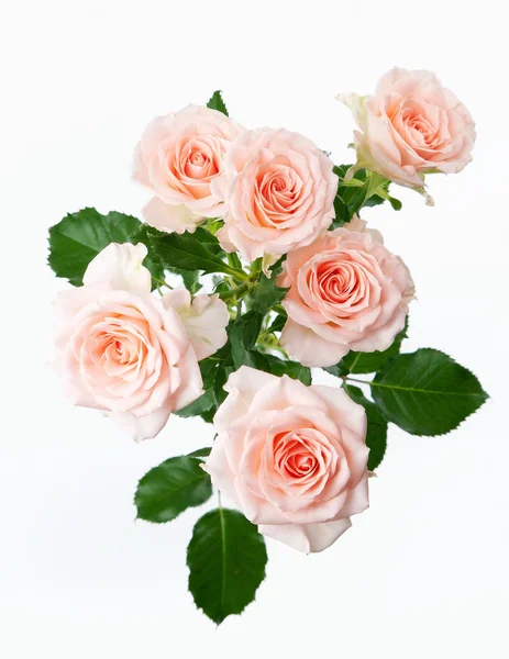 Bos van roze bloemen op witte achtergrond — Stockfoto