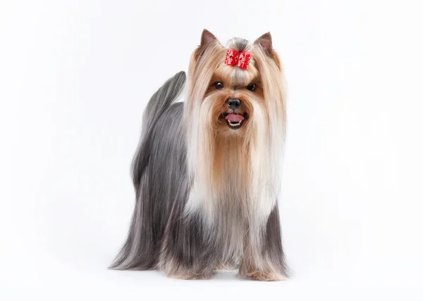 Yorkie pup op witte achtergrond met kleurovergang — Stockfoto