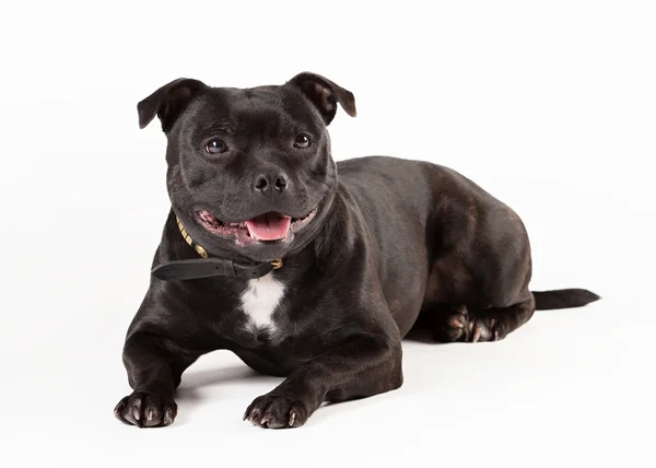 Hund Cane Corso Italienisch — Stockfoto © Boguslavovna 37463465