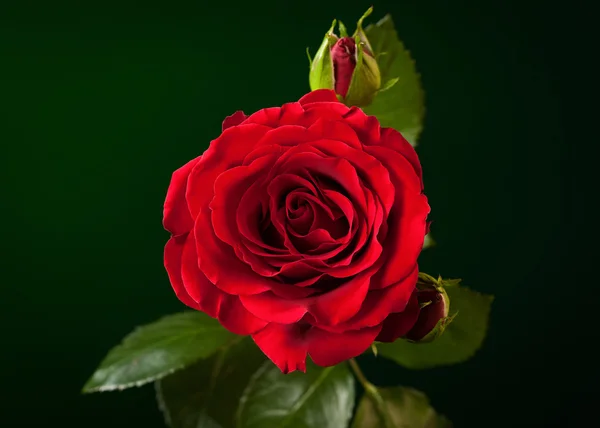 Primo piano di rosa rossa su sfondo verde scuro — Foto Stock