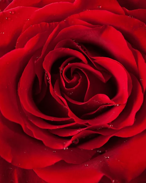 Primer plano de rosa roja sobre fondo verde oscuro —  Fotos de Stock