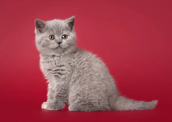 Small blue british kitten on dark red background — Stock Photo, Image