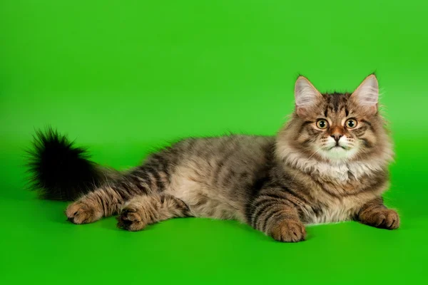 Siberian kitten black tiger on light green background — Stock Photo, Image