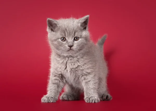 Small blue british kitten on dark red background — Stock Photo, Image