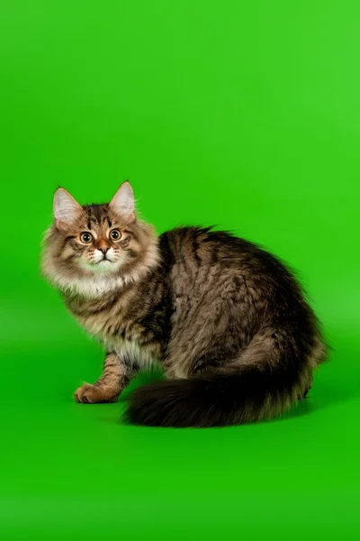 Siberian kitten black tiger on light green background — Stock Photo, Image