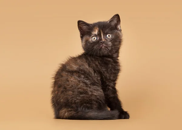 Pieni musta kilpikonna brittiläinen kissanpentu vaaleanruskealla taustalla — kuvapankkivalokuva