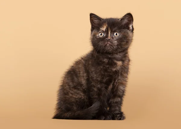 Small black tortoise british kitten on light brown background — Stock Photo, Image