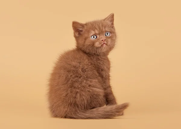 Small cinnamon british kitten on light brown background — Stock Photo, Image