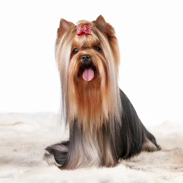 Yorkie puppy on white gradient background — Stock Photo, Image