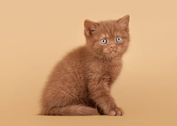 Pequeño canela británico gatito en luz marrón fondo —  Fotos de Stock