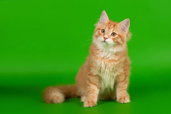 明るい緑の背景に赤の子猫シベリアトラ — ストック写真