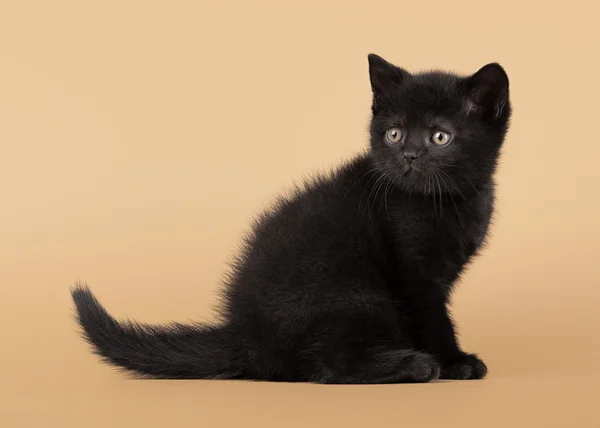 光の茶色の背景に小さな黒いイギリス子猫 — ストック写真