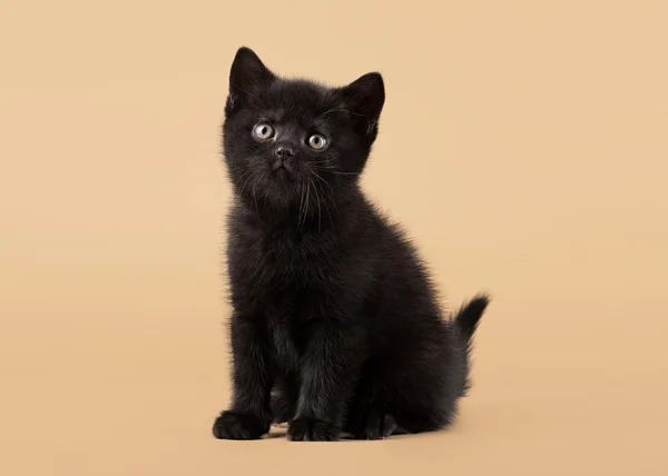 Small black british kitten on light brown background — Stock Photo, Image