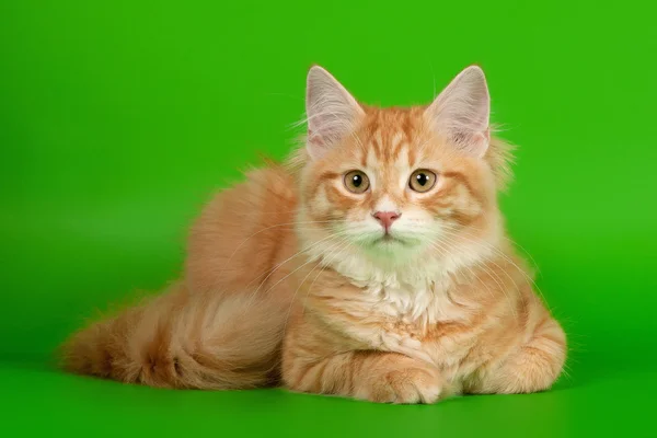 Sibirisk kattunge röd tiger på ljusgrön bakgrund — Stockfoto
