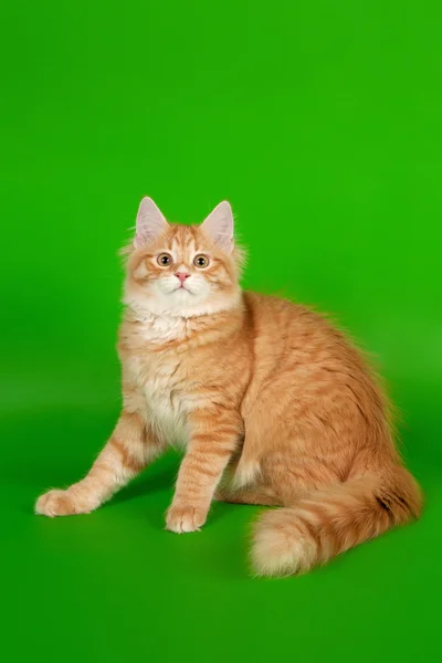 Siberian kitten red tiger on light green background — Stock Photo, Image