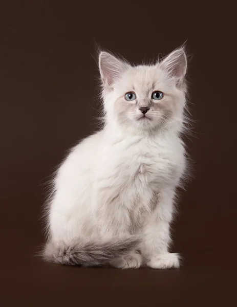 Маленький сибирский котенок на темно-коричневом фоне — стоковое фото