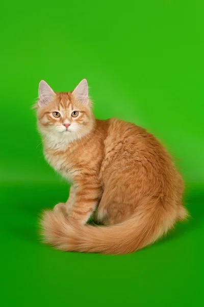 Siberian kitten red tiger on light green background — Stock Photo, Image