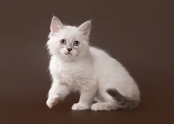 Small siberian kitten on dark brown background — Stock Photo, Image