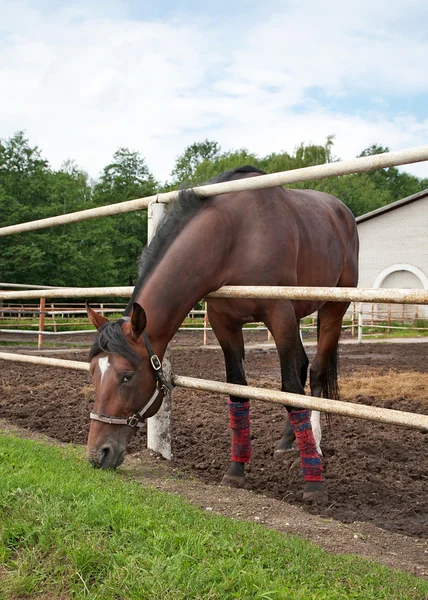 Cavalo em stabling — Fotografia de Stock