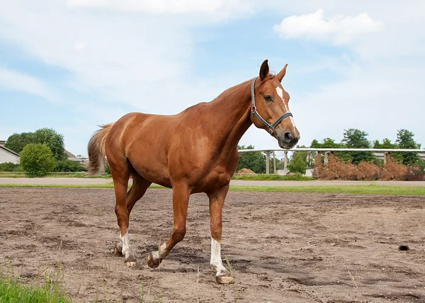 Paard, veld en lucht — Stockfoto