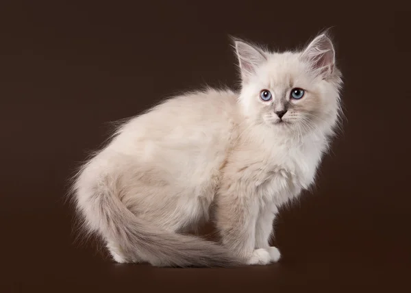 Gatito siberiano pequeño sobre fondo marrón oscuro — Foto de Stock