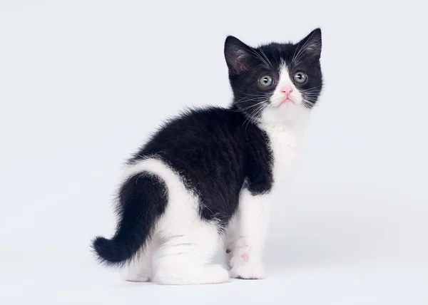 Gatito recto escocés bicolor sobre fondo blanco — Foto de Stock