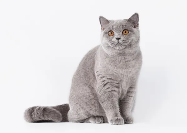 Blaue britische Katze auf weißem Hintergrund — Stockfoto