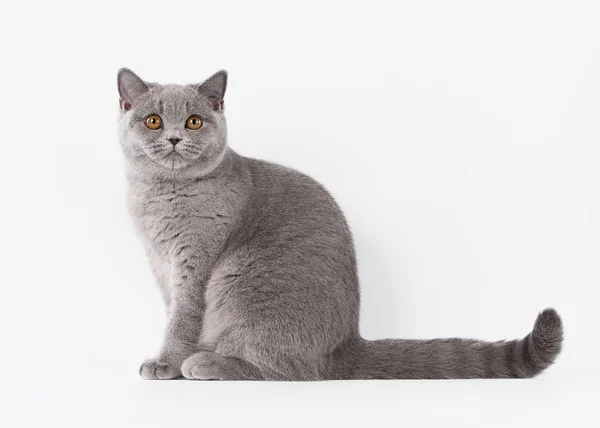 Синій Британська кішка на білому тлі — стокове фото