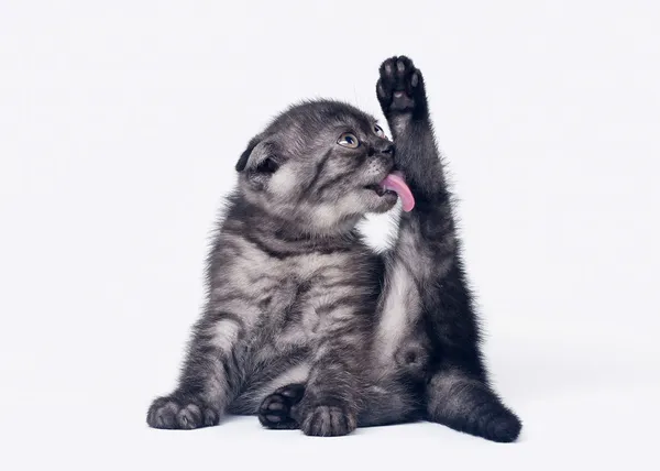 Preto fumaça escocês dobra gatinho no fundo branco — Fotografia de Stock