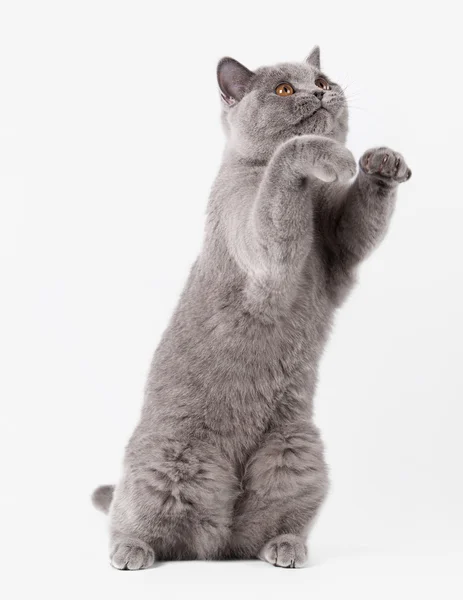 Blue british female cat on white background — Stock Photo, Image