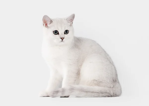 Pequeño plata británico gatito en blanco fondo —  Fotos de Stock