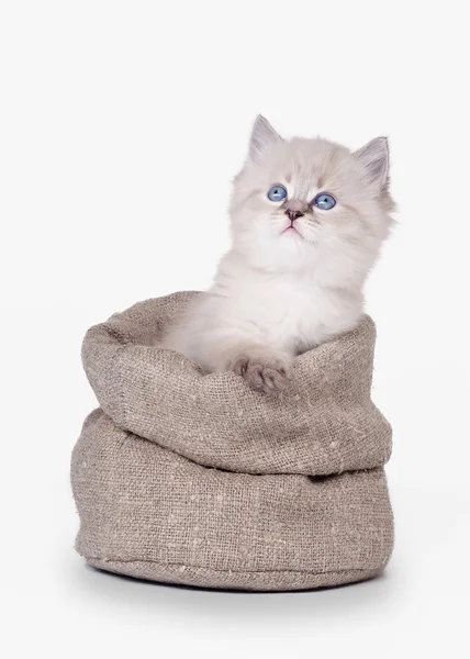 Small siberian kitten in sackcloth bag on white background — Stock Photo, Image