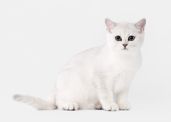 small silver british kitten on white background
