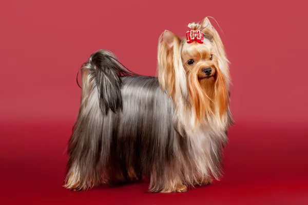 暗红色背景上的约克犬 — 图库照片